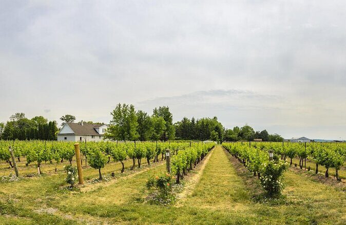 Wine & Cheese Half Day Tour - Niagara On The Lake Wine Tour - Key takeaways before you go
