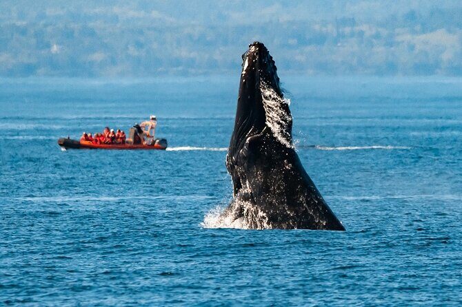 Winter Victoria Whale and Wildlife Zodiac Tour - Key things to look forward to