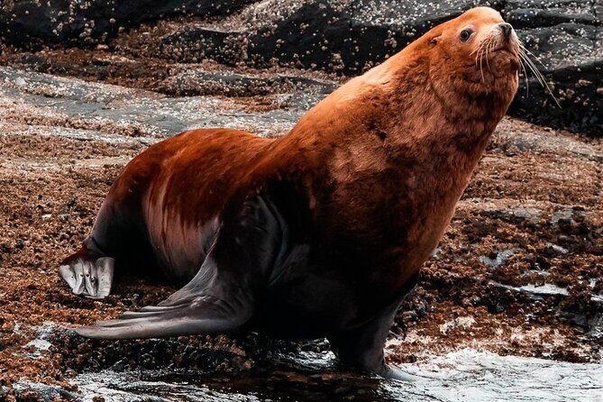 Winter Victoria Whale and Wildlife Zodiac Tour - Where You Start: Wharf Street Timing and the 1 pm Departure