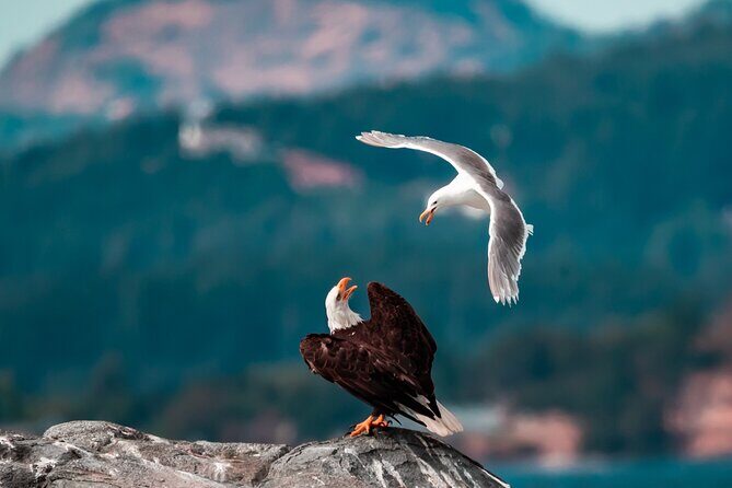 Winter Victoria Whale and Wildlife Zodiac Tour - Olympic Peninsula Waters: The Wildlife You’re Really Here For