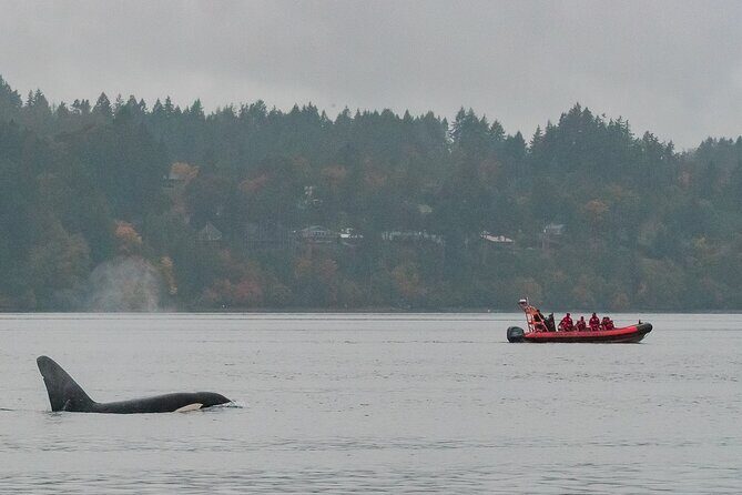 Winter Victoria Whale and Wildlife Zodiac Tour - Orca Spirit Adventures: What 3 Hours Afloat Feels Like